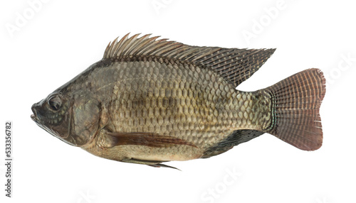 Oreochromis niloticus isolated on white background. Elements with clipping path.