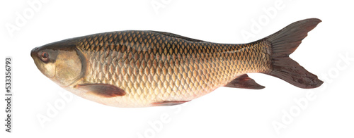 Probarbus jullieni isolated on white background. Elements with clipping path.
