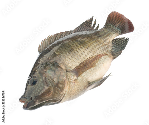 Oreochromis niloticus isolated on white background. Elements with clipping path.