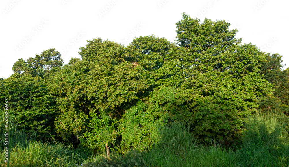 View of a High definition Treeline isolated on a white background View of a High definition Treeline isolated on a white background