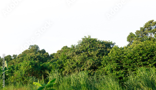 View of a High definition Treeline isolated on a white background