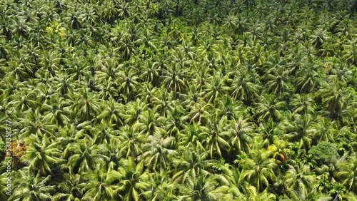 Drone aerial view of beautiful landscape coconut green palm trees to crystal clear sandy reef beach bay coastline nature travel tourism holiday Mentawai Islands Sumatra Indonesia Asia 4K photo