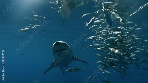 A scuba diver encounters an apex predator great white shark - diver point of view