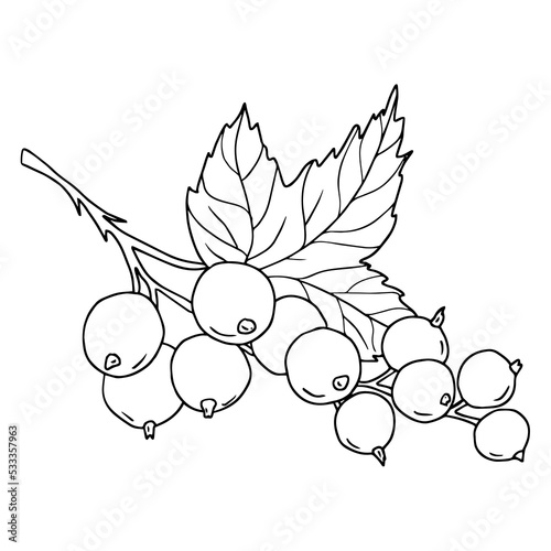 A brush of black currant berries on a branch with a leaf. Coloring. Vector illustration drawn by hand. Isolated on white background. Contour illustration with black line.