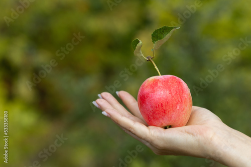 woman's hand holding a ripe red apple