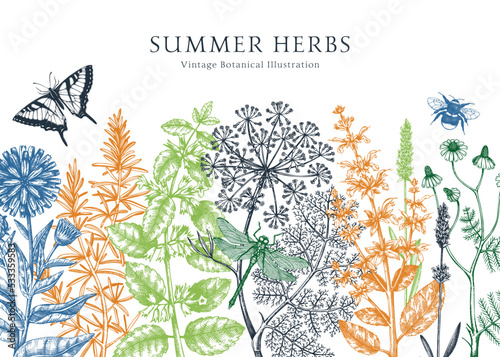 Print op canvas Vector herbs, flowers, meadows, insects background