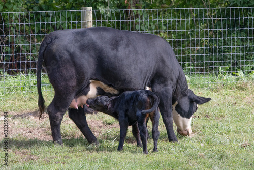 Εκτύπωση καμβά Mother dairy cow and a suckling calf.