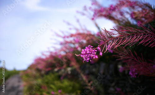 The bright pink flowers, blossom, of the Rosebay Willowherb in a hedgerow in the English contryside on a sunny autumns day in the UK.