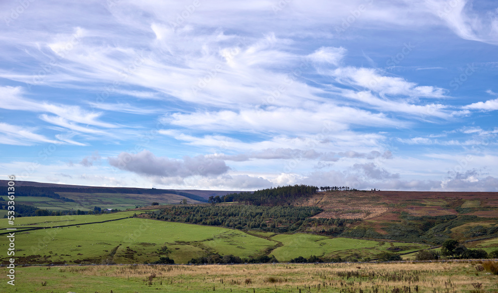 Managed woodland in the English countryside with the felling of tress in the distance. Managed woodland in the English countryside with the felling of tress in the distance.