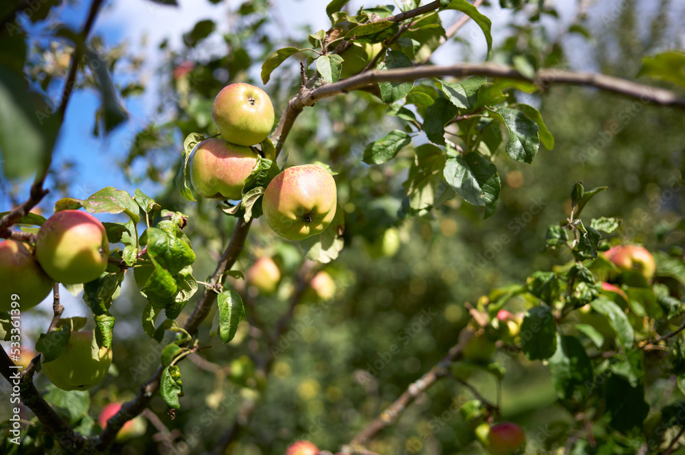 Ripe green and red apples ready to harvest from a fruit tree branch in an orchard on a dry sunny autumns day. Ripe green and red apples ready to harvest from a fruit tree branch in an orchard on a dry sunny autumns day.