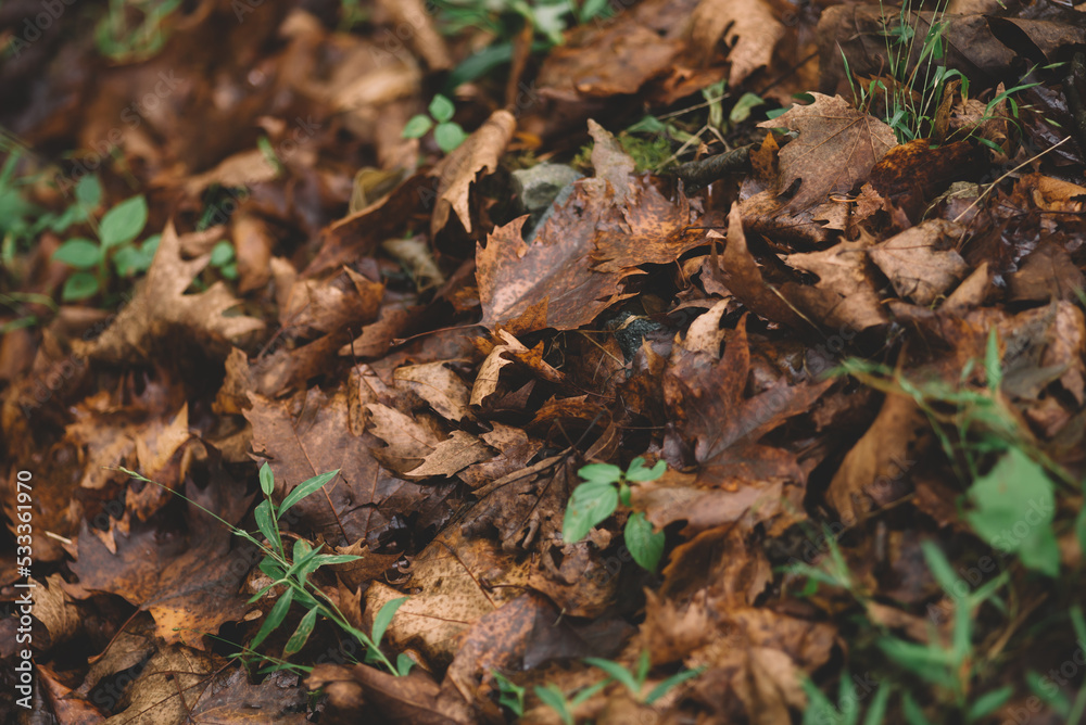 Autumn with colorful leaves, Fall in September Autumn with colorful leaves, Fall in September