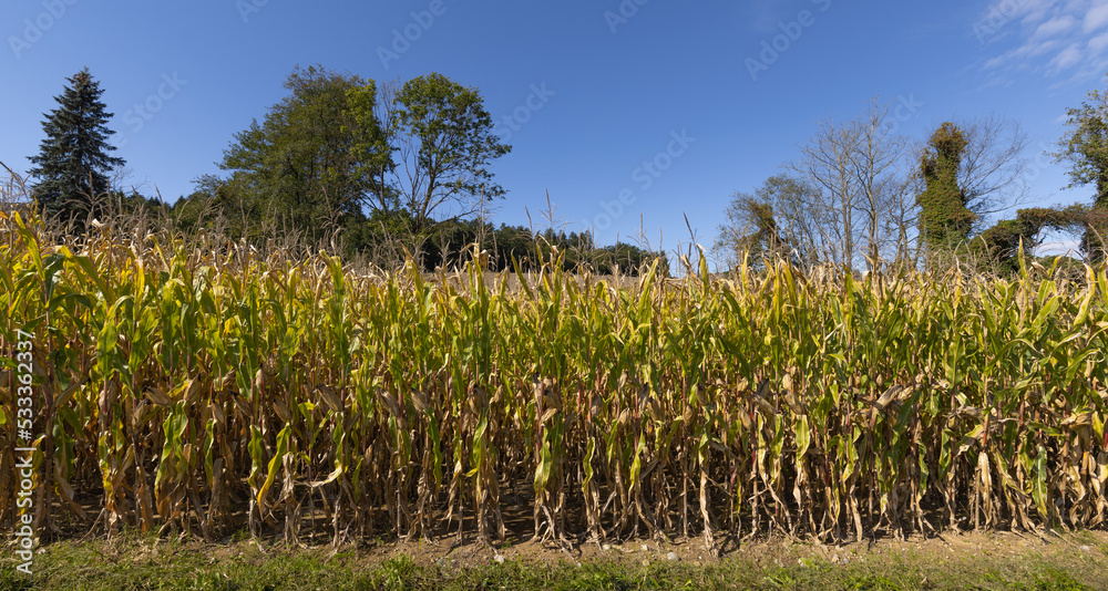 Obraz premium Maisfeld im herbst