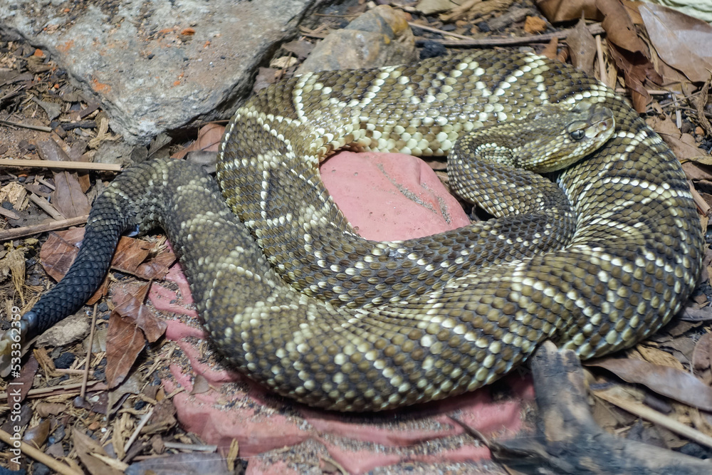 Crotalus durissus snake, or South American rattlesnake. Brazilian Cascavel