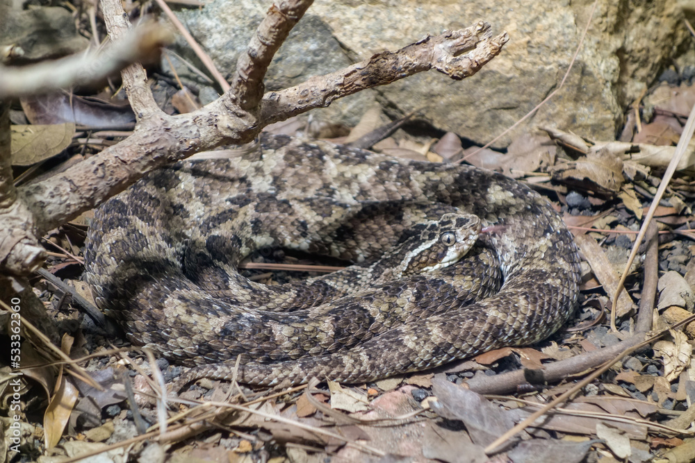 Caatinga Lancehead snake, or Bothrops erythromelas. Jararaca da seca brazilian Caatinga Lancehead snake, or Bothrops erythromelas. Jararaca da seca brazilian