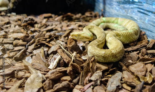 Bothrops insularis snake, known as the Golden lancehead. Endemic to Ilha da Queimada Grande, off the coast of Sao Paulo state, in Brazil photo