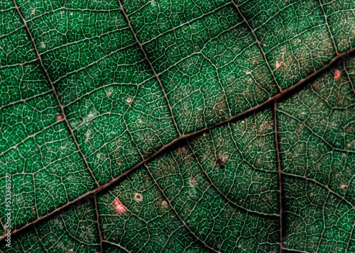 Macrofotografia de folha, com detalhes das Nervuras(veias) da folhas  photo