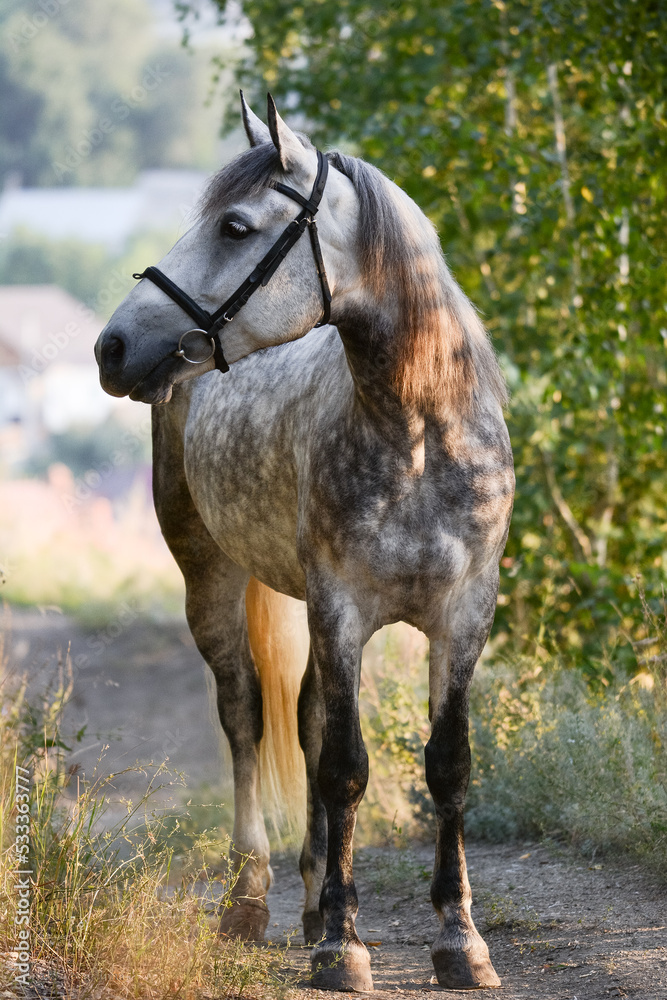 A beautiful gray horse stands in the forest at dawn. Front view