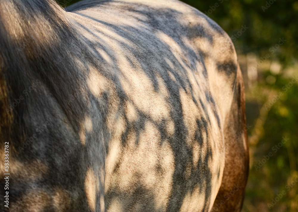 Beautiful shadow patterns on the gray horse's body. Horse details.