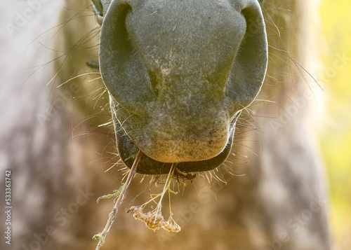 Nose of a gray horse with a flower in its mouth in sunlight. Details