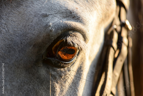 The eyes of a gray horse. Macro view. Details