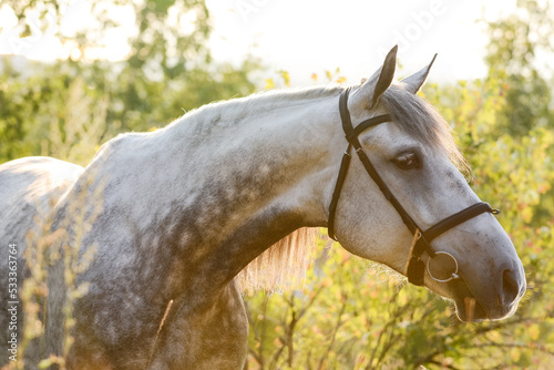 Obraz na płótnie Portrait of a beautiful gray orlov horse breed on freedom a summer in sunshine. w salonie