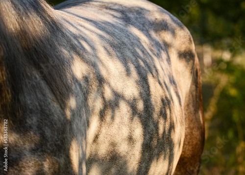 Obraz na płótnie Beautiful shadow patterns on the gray horse's body. Horse details. w salonie