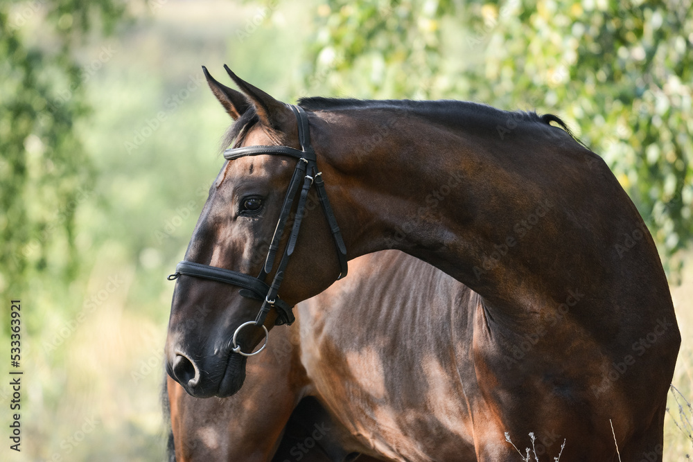 Portrait of a beautiful bay horse on freedom a summer. beautiful curve of the neck.