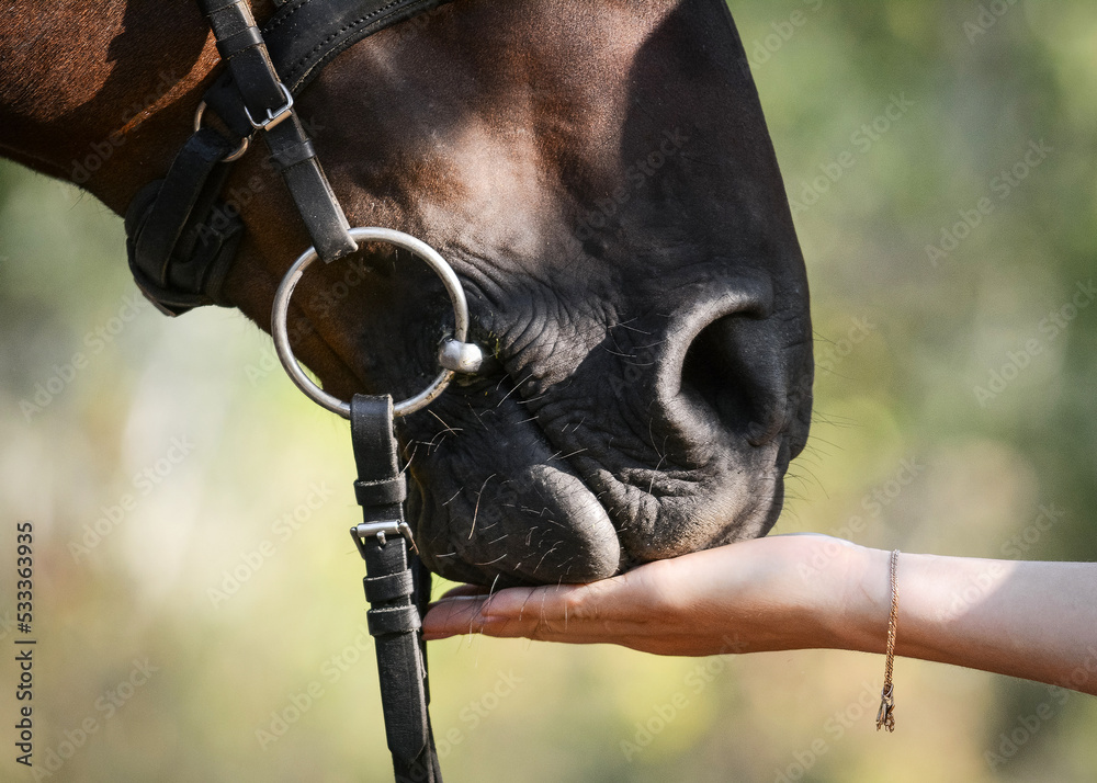 A woman's hand feeds a horse. Details.