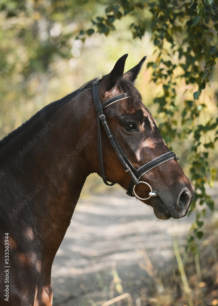 Portrait of a beautiful bay horse on freedom a summer Portrait of a beautiful bay horse on freedom a summer