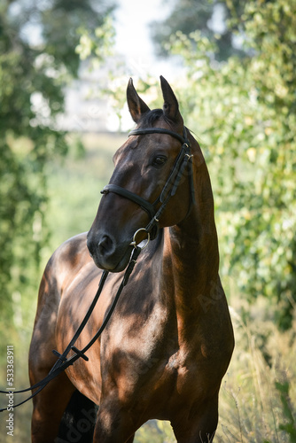 Portrait of a beautiful bay horse a summer. Karachay horse breed
