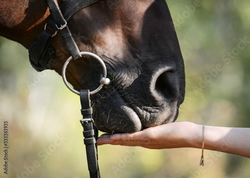 Fototapeta Naklejka Na Ścianę i Meble -  A woman's hand feeds a horse. Details.