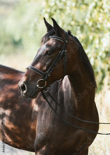 Portrait of a beautiful bay horse a summer