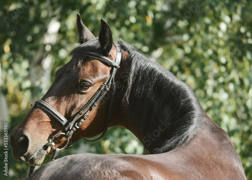 Obraz na płótnie Portrait of a brown horse, beautiful curve of the neck. Looking over the back. w salonie