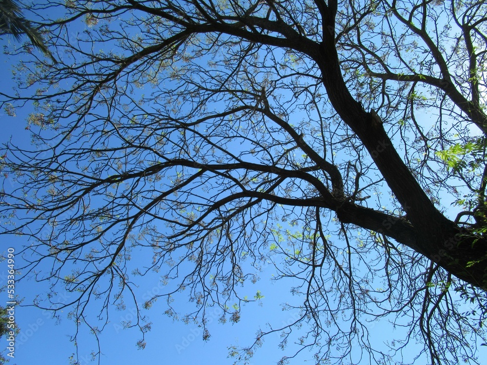 contraste de las ramas de un árbol sobre el cielo azul Stock Photo ...