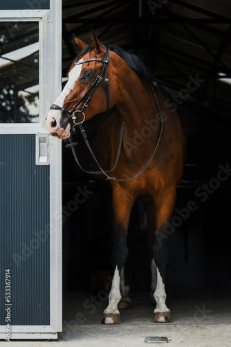 Quadro su tela Full body of brown warmblood gelding with big white markings and bridle with dro