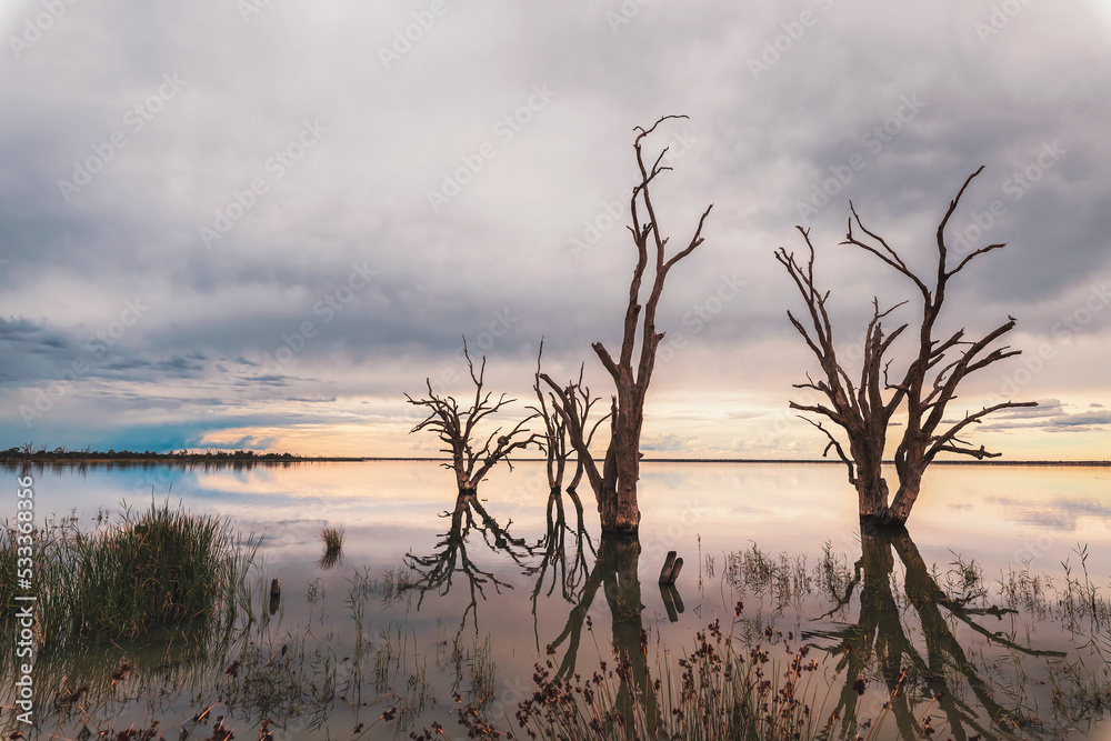 Lake Bonney dead trees popping out of the water at dusk, Barmera, South Australia