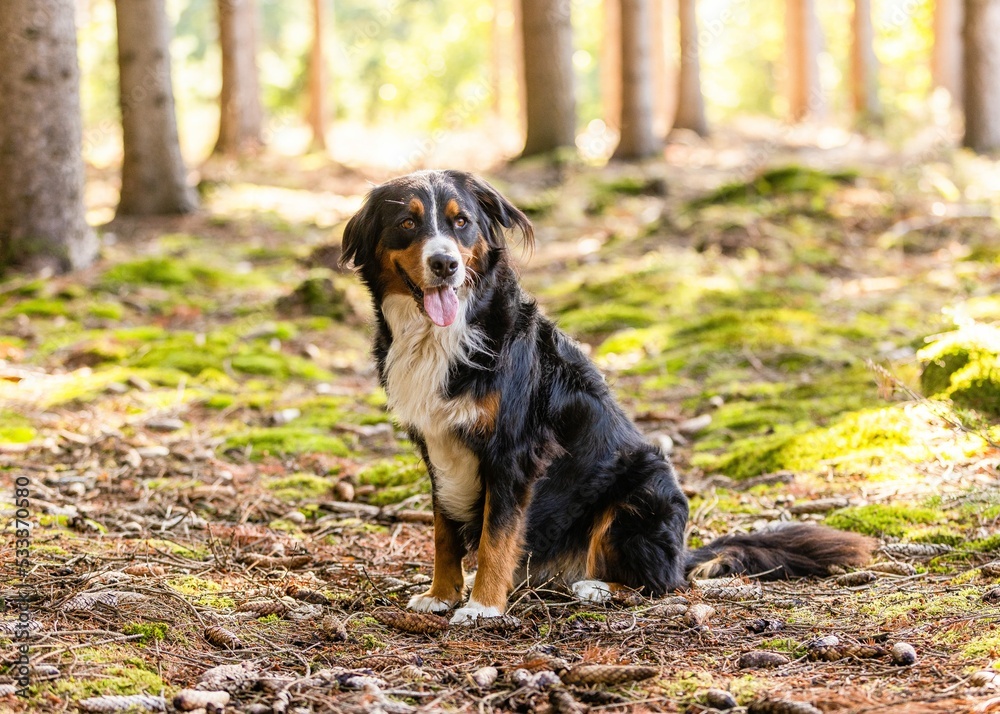 Bernese Mountain Dog in the woods