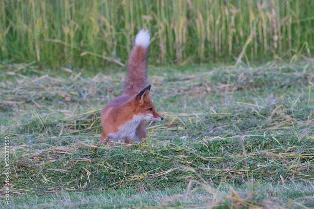 red fox in the grass red fox in the grass