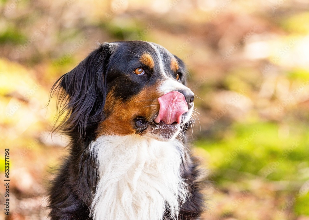 bernese mountain dog portrait