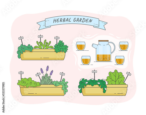 container herbal garden, tea kettle, herbal tea cups