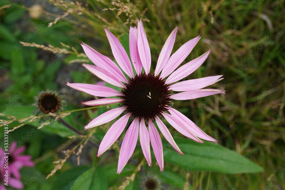 Fototapeta premium Coneflower