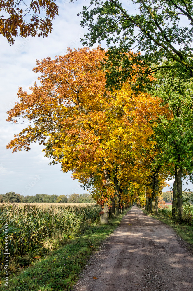 Dirt road between agricultural fields, lined with oak trees in autumn color, near Tilburg, The Netherlands Dirt road between agricultural fields, lined with oak trees in autumn color, near Tilburg, The Netherlands