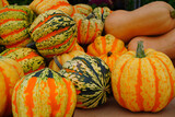 Colorful pumpkins in the fall