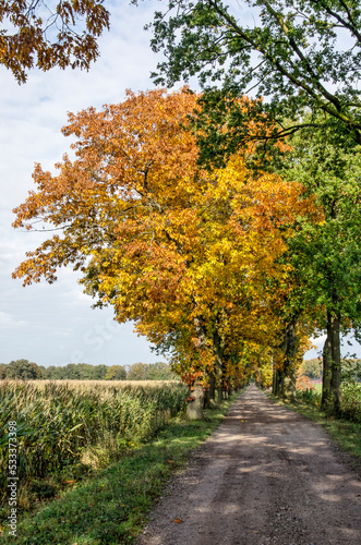 Dirt road between agricultural fields, lined with oak trees in autumn color, near Tilburg, The Netherlands
