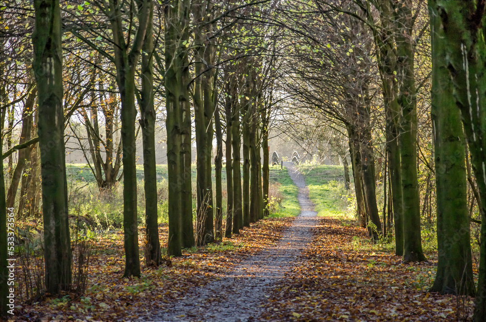 Footpath lined with trees in the vicinity of Delft, The Netherlands on a sunny day in autumn