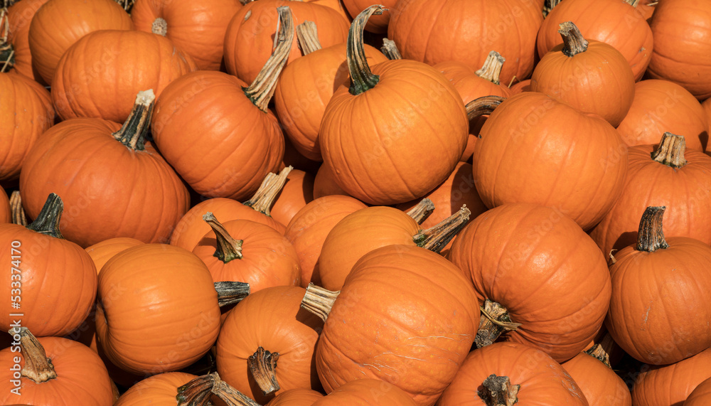 Pile of orange pumpkins during harvest time in fall Pile of orange pumpkins during harvest time in fall