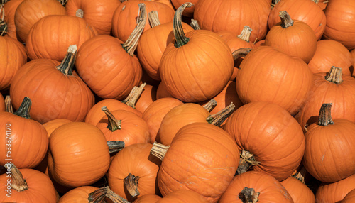 Pile of orange pumpkins during harvest time in fall
