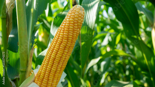 Corn cob in organic corn field. Corn Garden agriculture plant