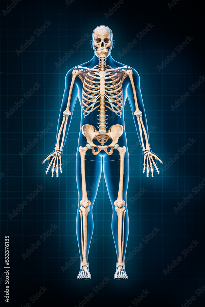 Human skeletal system 3D rendering illustration. Anterior or front view of full skeleton with male body contours on blue background. Anatomy, osteology, medicine, science, biology concepts.
