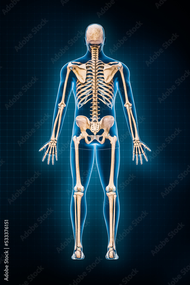 Human skeletal system 3D rendering illustration. Posterior or rear view of full skeleton with male body contours on blue background. Anatomy, osteology, medicine, science, biology concepts.